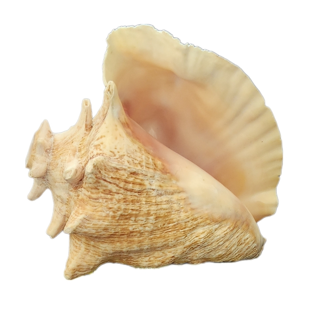 Large Conch Shell Natural Beach Seashell Nautical Decor Horned